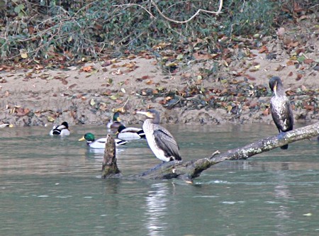 Cormorans